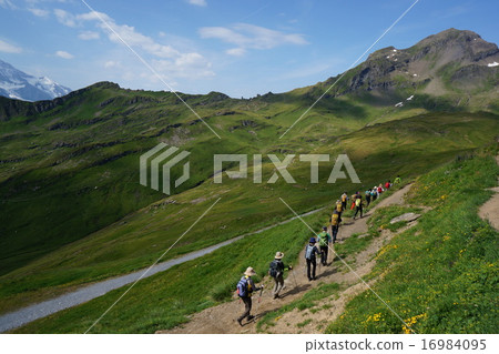 Swiss Alps Hiking trekking Swiss Alps Hiking trekking 16984095