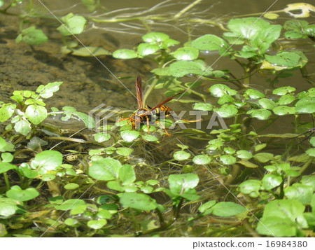 Stock Photo: compound eyes, paper wasp, tiger striped