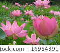 蓮花 16984391