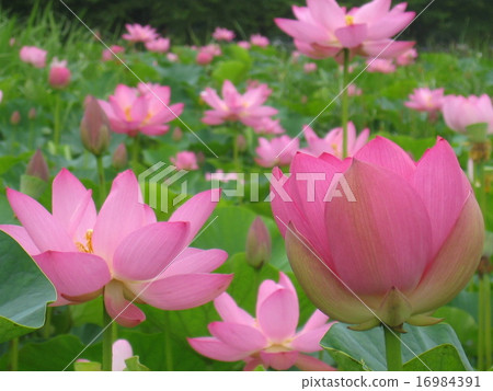 蓮花 蓮花 16984391