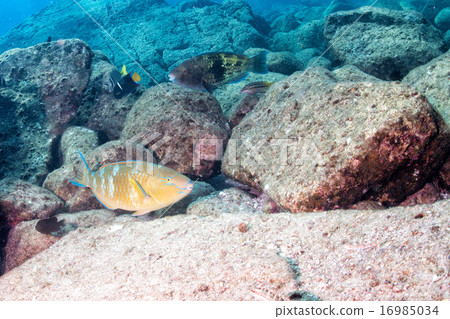Parrot fish underwater close up Parrot fish underwater close up 16985034