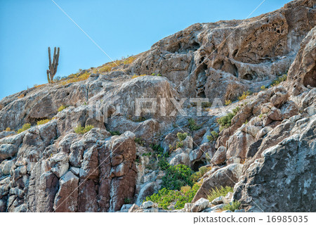 cactus on desert rock island cactus on desert rock island 16985035