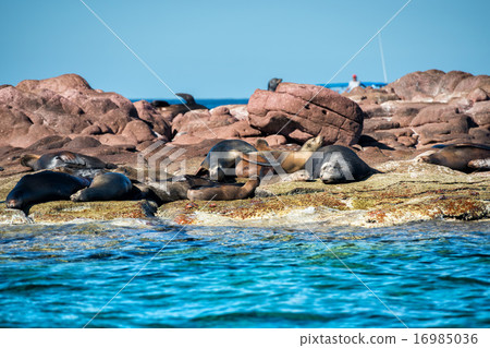 sea lion male with female harem seals relaxing sea lion male with female harem seals relaxing 16985036