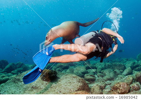 Photographer Diver approaching sea lion family  16985042