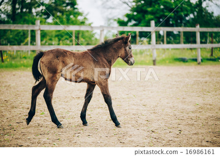 Portrait Of Brown Foal In Farm Paddock 16986161