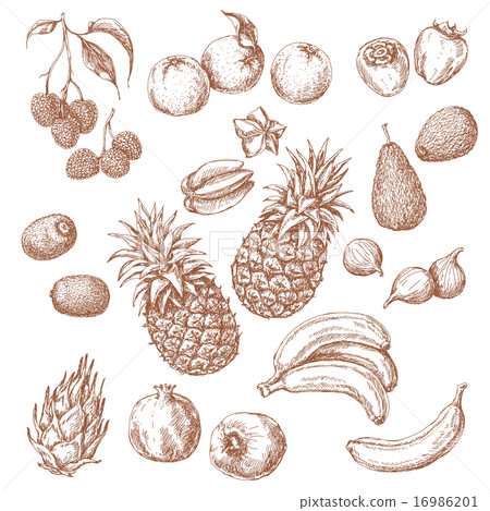 Set of Tropical Fruits Sketch Set of Tropical Fruits Sketch 16986201