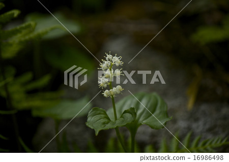 Maiduruso　 16986498