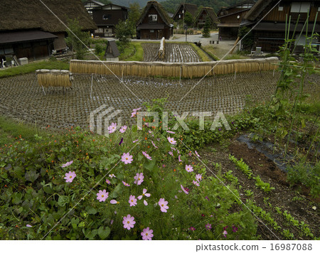 Shirakawago at the time of harvesting 16987088