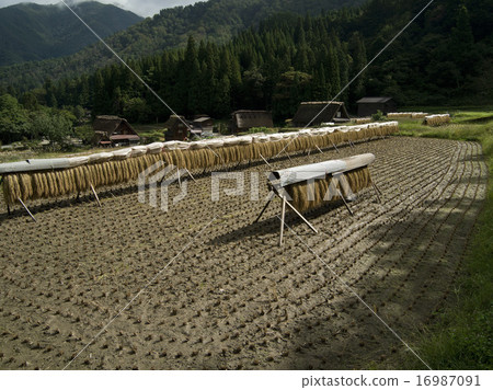 Shirakawago at the time of harvesting 16987091