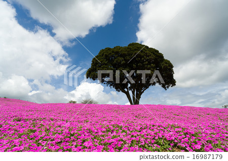 Peach sigh Peach sigh 16987179