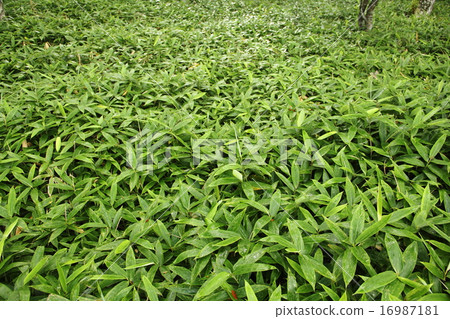 竹竹草 竹竹草 16987181
