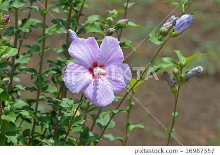 Mukke (Kin Geun) Mukke (Kin Geun) 16987357