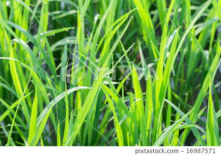 米離開與水滴 米離開與水滴 16987571