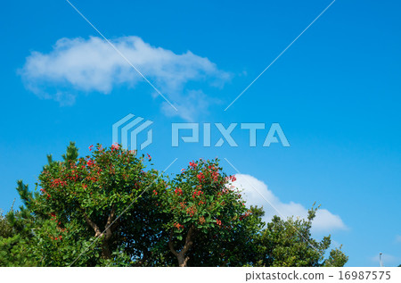 藍天后面美國籃子 16987575