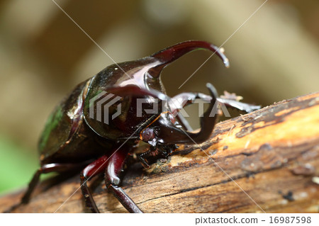 阿特拉斯甲殼蟲甲殼蟲 16987598