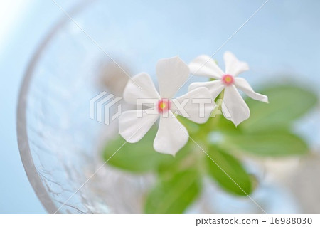 White Nichiconnia 16988030