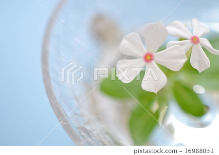 White Nichiconnia 16988031
