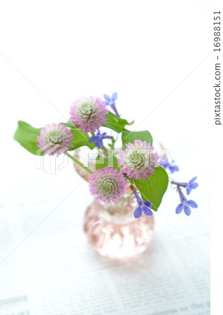 Arrangements between Sennichiko and Lobelia 16988151