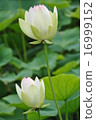 蓮花 16999152