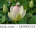 蓮花 16999154