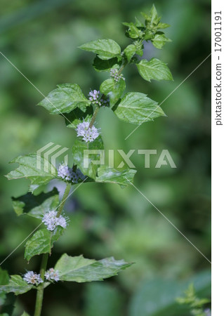 我來自日本日本橋。 17001191