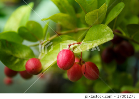 Karanda fruit, Carissa carandas. 17001275