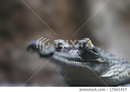 Indian gavial Indian gavial 17001457