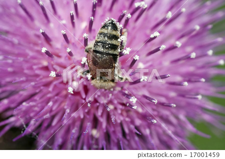 pollination pollination 17001459