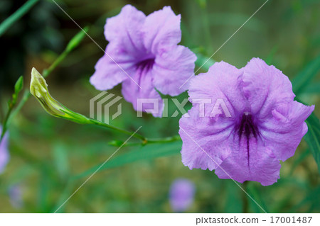 Purple flowers or Ruellia tuberosa Linn. Purple flowers or Ruellia tuberosa Linn. 17001487