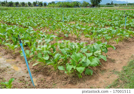 Chinese cabbage plantation Chinese cabbage plantation 17001511