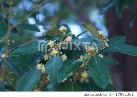 I am Hama Biwa Hama Baba. I am Hama Biwa Hama Baba. 17002361