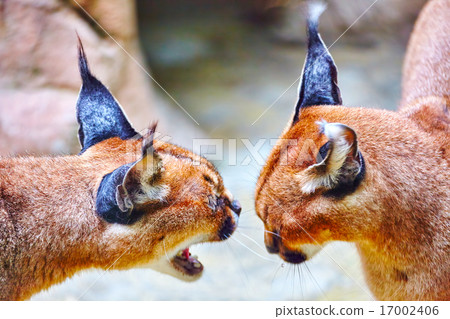 Beautiful and Wild Bobcat or lynx. 17002406