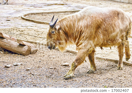 Szechwan Takin. 17002407