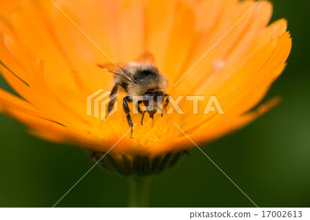 bee on a flower 17002613
