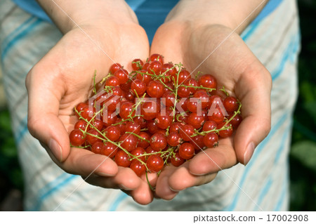 hands full of red currant berries 17002908