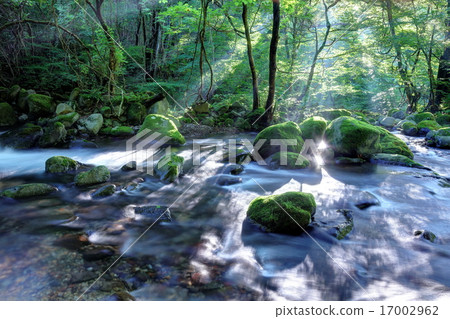  Minamizawa spring spring 17002962