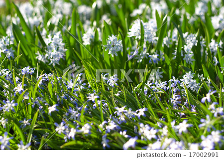 图库照片: glory-of-the-snow (chionodoxa forbesii)