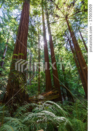 redwood forest 17003009