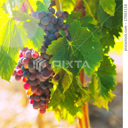 bunch of grapes at vineyards plant bunch of grapes at vineyards plant 17003158