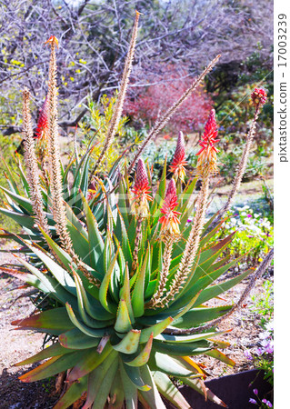 Full length of blossoming Aloe caesia Full length of blossoming Aloe caesia 17003239