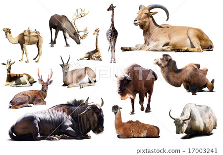sitting blue wildebeest and other Artiodactyla mammal animals sitting blue wildebeest and other Artiodactyla mammal animals 17003241