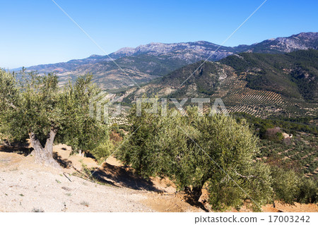 Mountains landscape with Olives fields 17003242