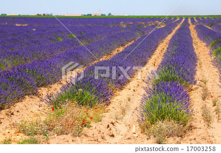 blue lavender 17003258