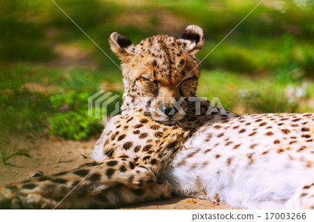 adult cheetah adult cheetah 17003266