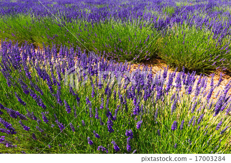 Plant of lavender Plant of lavender 17003284