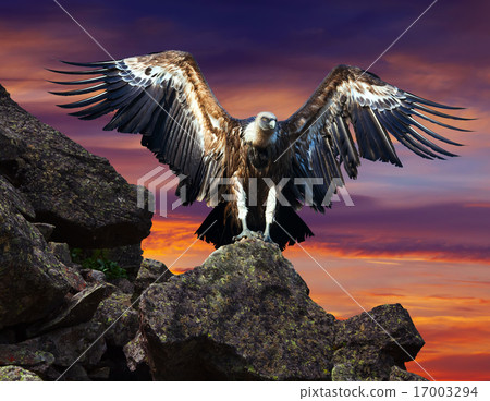 condor sitting on stone against sunset sky condor sitting on stone against sunset sky 17003294