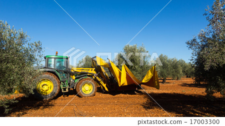 Mechanized collection of olives 17003300