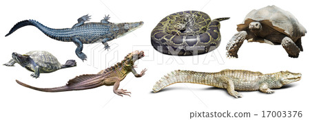 set of several reptilian set of several reptilian 17003376