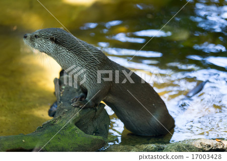 European otter European otter 17003428