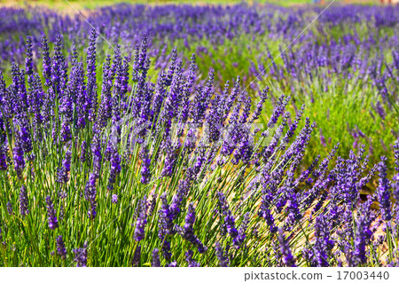 Plant of blue lavender Plant of blue lavender 17003440